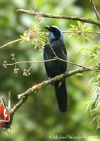 Beautiful Jay - Cyanolyca pulchra