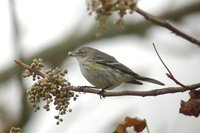 Yellow-rumped Warbler - Dendroica coronata