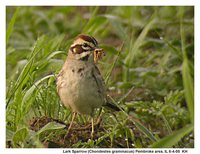 Lark Sparrow - Chondestes grammacus