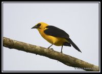 Oriole Blackbird - Gymnomystax mexicanus