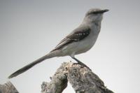 Tropical Mockingbird. Tulum, Quintana Roo, Mexico - Dec 27, 2002 ?? William Hull