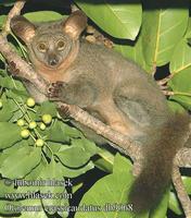 Otolemur crassicaudatus UK: Greater Galago thick-tailed bushbaby