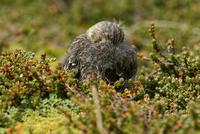 *NEW* Yellow-bridled Finch - chick (asleep)