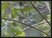 Scrub-Tanager.jpg