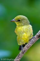 Scarlet Tanager (male)