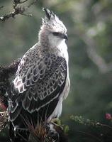 Bird of the trip! A spectacular but confusing juvenile Black-and-chestnut Eagle.