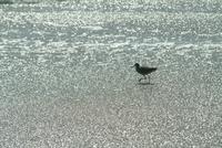 Willet