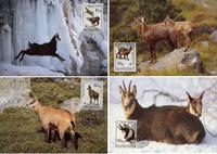 Albania Chamois Set of 4 official Maxicards