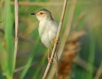 褐頭鷦鶯 Tawny-flanked Prinia Prinia subflava
