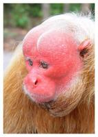 Red Uakari