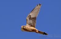 r�dfalk / lesser kestrel (Falco naumanni)