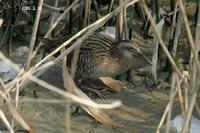 Rallus aquaticus , 흰눈썹뜸부기 - Water Rail