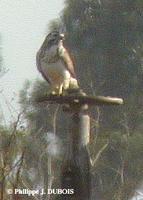 Buse de Swainson juvénile/imm (Buteo swainsoni)