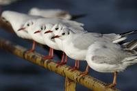 Black-headed Gull (Larus ridibundus)