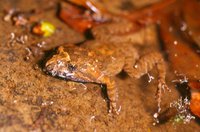 : Adelotus brevis; Tusked Frog
