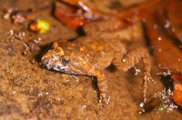 : Adelotus brevis; Tusked Frog