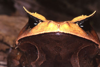 : Brachytarsophrys intermedius