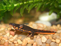 : Cynops pyrrhogaster; Japanese Fire Belly Newt