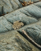 : Hyla arenicolor; Canyon Treefrog