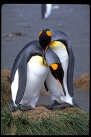 : Aptenodytes patagonicus; King Penguin