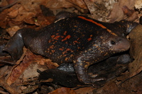 : Rhinophrynus dorsalis; Burrowing Toad