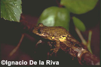 : Scinax castroviejoi