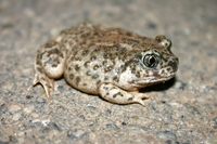 : Spea hammondii; Western Spadefoot