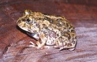 : Sphaerotheca rolandae; Marbled Sand Frog