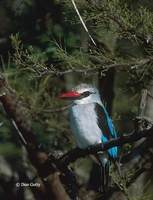 : Halcyon senegalensis; Woodland Kingfisher