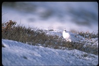 : Lagopus mutus; Rock Ptarmigan