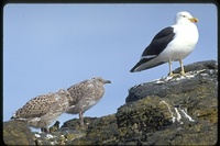 : Larus dominicanus; Kelp Gull