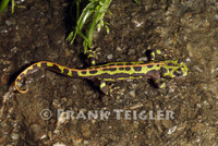 : Triturus marmoratus pygmaeus; Marbeled Newt