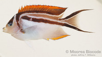 : Genicanthus bellus
