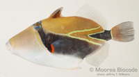 : Rhinecanthus rectangulus
