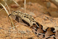 : Bitis arietans x gabonica hybrid; Puffadder Hybrid