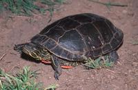 : Chrysemys picta bellii; Western Painted Turtle