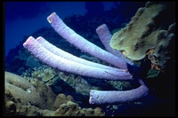 : Aplysina archeri; Purple Tube Sponge