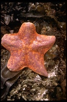 : Asterina miniata; Sea Bat