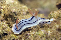 : Chromodoris lochi