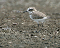 Kentish Plover