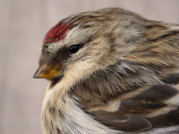 Snösiska, Arctic Redpoll (Carduelis hornemanni)