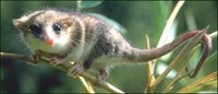 Monito del monte (Dromiciops gliroides)