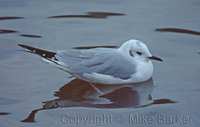 Bonaparte's Gull (Larus philadelphia)