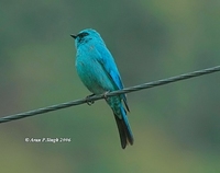 Verditer Flycatcher » Eumyias thalassinus