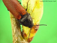 Ampedus pomonae
