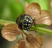 Nezara viridula