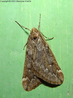Alsophila aescularia - March Moth