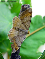 Macaria liturata - Tawny-barred Angle