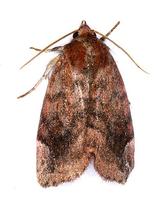 Cosmia pyralina - Lunar-spotted Pinion