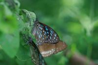 Tirumala septentrionis - Dark Blue Tiger